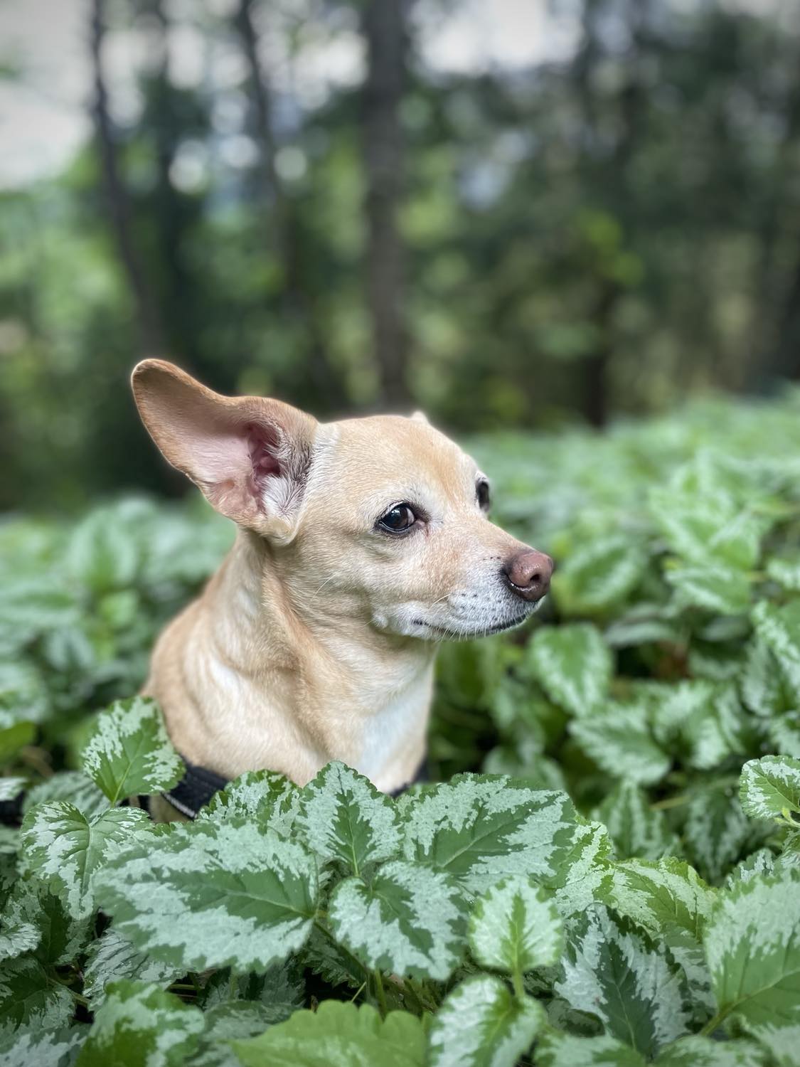 dog